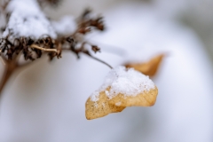 Winter (c) Ina Herzig