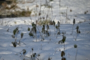 Winter (c) Renate Romanus