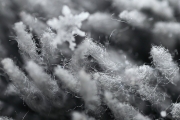 Winter (c) Renate Romanus