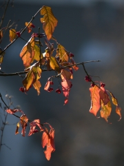 Winter (c) Renate Romanus