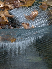 Winter (c) Renate Romanus