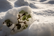 Winter (c) Andreas Otto