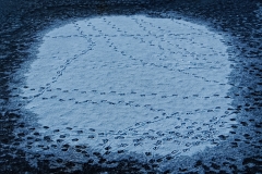 Winter (c) Peter Taubert