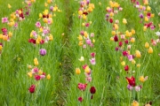Tulpenfeld