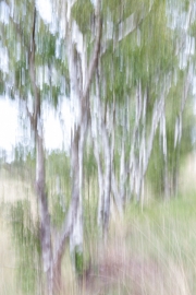 Worpswede