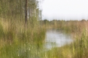 Worpswede