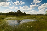 Hamberger Moor