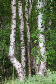 Homberger Moor