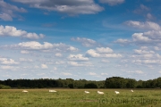 Homberger Moor