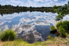 Homberger Moor