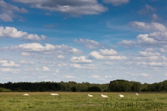 Homberger Moor