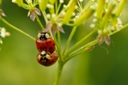 Marienkäfer
