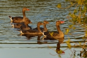 Gänse