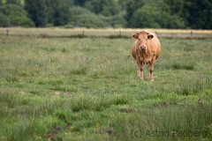 Homberger Moor