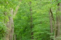 Landschaft Weyerberg