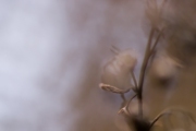 Andrea Hermann, Fotowalk, 60 mm