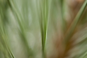 Andrea Hermann, Fotowalk, 60 mm