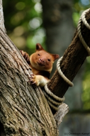 Baumkänguru
