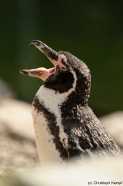 Humboldtpinguin