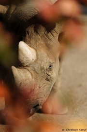 Spitzmaulnashorn