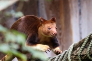 Baumkänguru