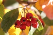 Herbst I