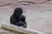Gorillababy