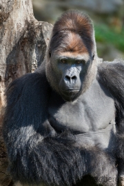 Gorilla (Chef)
