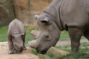 Spitzmaulnashorn