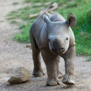Spitzmaulnashorn