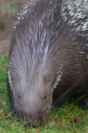 Stachelschwein