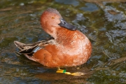 Zimtente