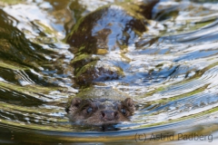 Europäischer Fischotter