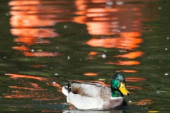 Wildente mit Flamingos
