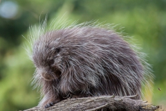 Baumstachler
