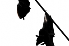 Kalong, Pteropus vampyrus