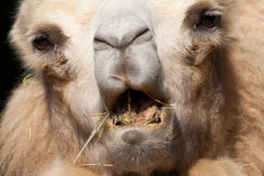 Trampeltier;Bactrian camel; Camelus ferus f. bactrianus