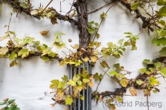 (c) Astrid Padberg, Fotowalk, 16 mm